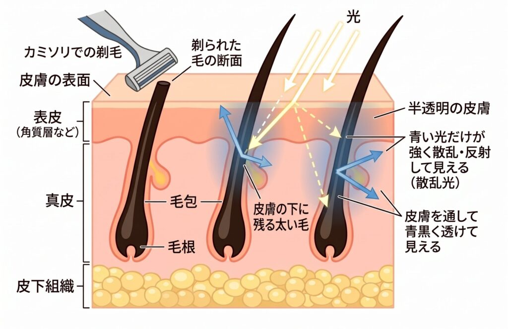 青ヒゲの仕組みの図