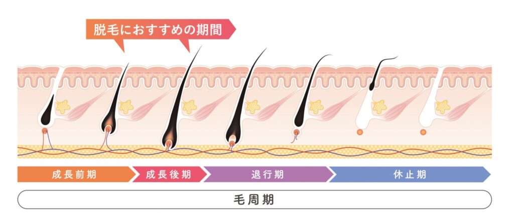 毛周期の図